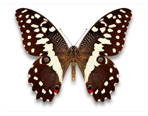 Wandtattoo Schmetterling No.447 Edelfalter in Erdtönen