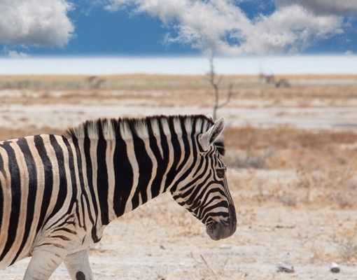 Fliesenaufkleber Tiere Zebra in der Savanne