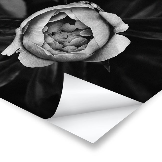 Poster - Pfingstrosenblüte vor Blättern Schwarz Weiß - Querformat 3:4