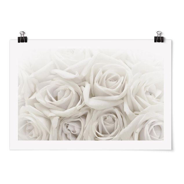 Bilder Weiße Rosen