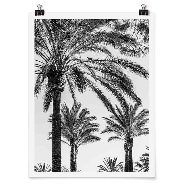 Bilder Palmen im Sonnenuntergang Schwarz-Weiß