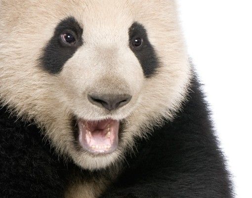Klebefolie Fenster Lachender Panda