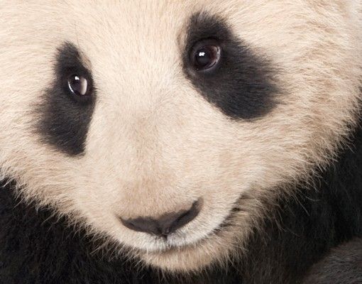Klebefolie für Fenster Panda Tatzen
