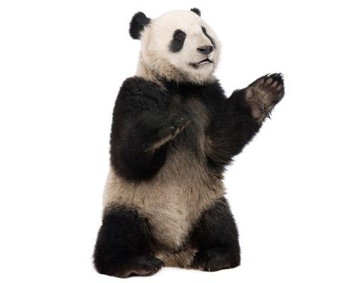 Wandtattoo Panda No.509 Sitzender Panda