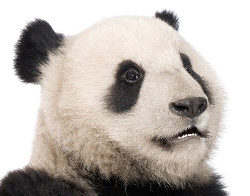Wandtattoo No.509 Sitzender Panda