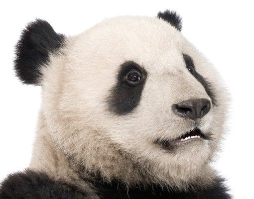 Wandtattoo Bär No.509 Sitzender Panda