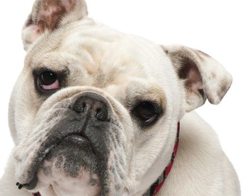 Fliesenbilder kaufen Skeptische Bulldogge