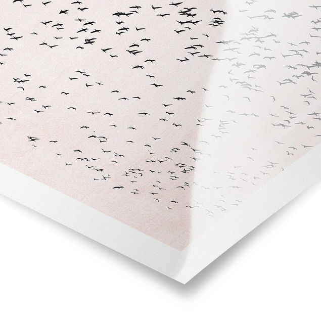 Poster kaufen Vogelschwarm im Sonnenuntergang