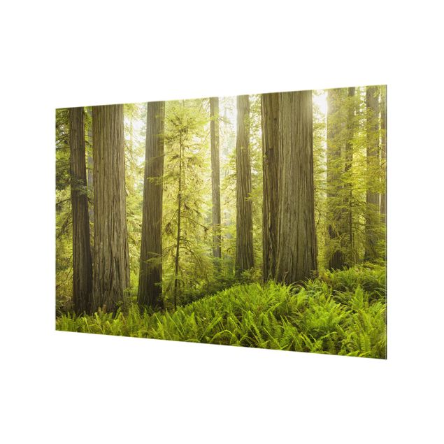 Spritzschutz Glas - Redwood State Park Waldblick - Querformat - 3:2