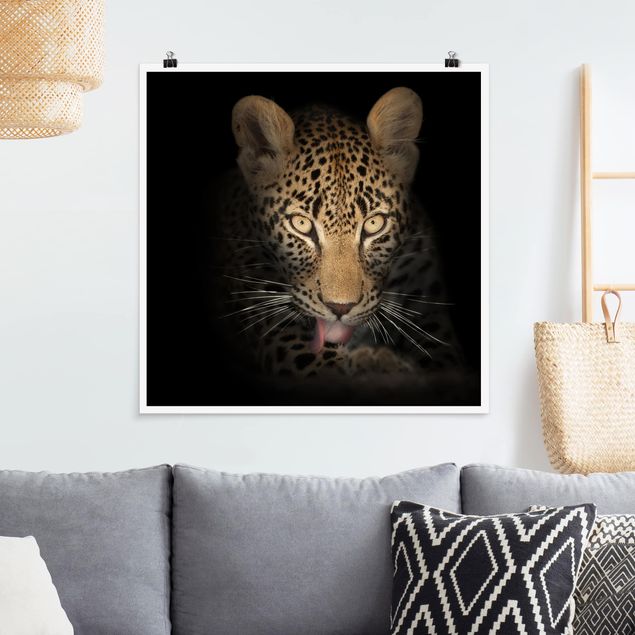 Poster - Resting Leopard - Quadrat 1:1