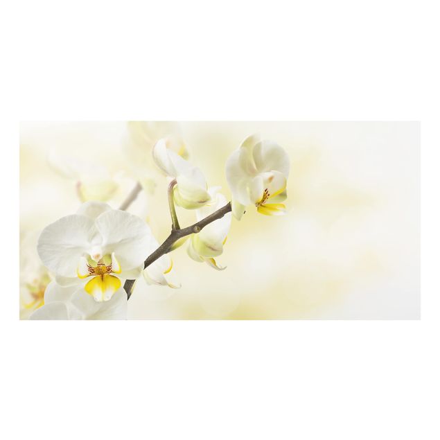 Spritzschutz Glas - Orchideen Zweig - Querformat - 2:1