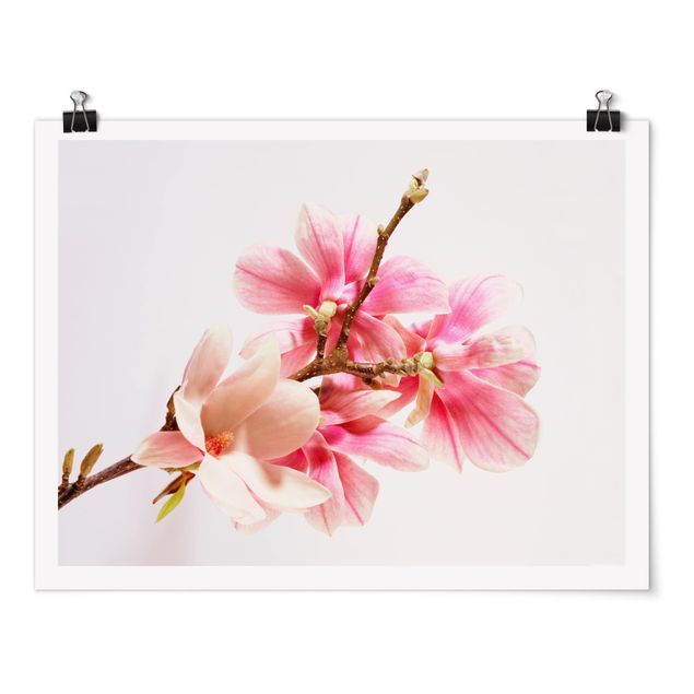 Bilder Magnolienblüten