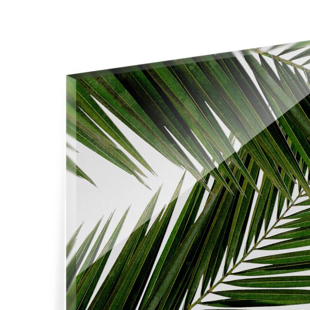 Spritzschutz Glas - Blick durch grüne Palmenblätter - Querformat 3:2