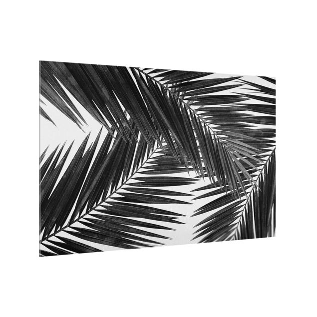 Spritzschutz Natur Blick durch Palmenblätter Schwarz-Weiß