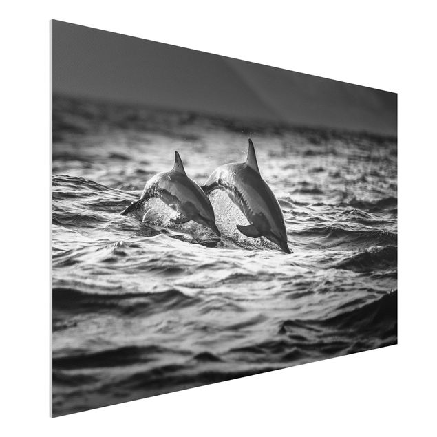 Bilder Zwei springende Delfine