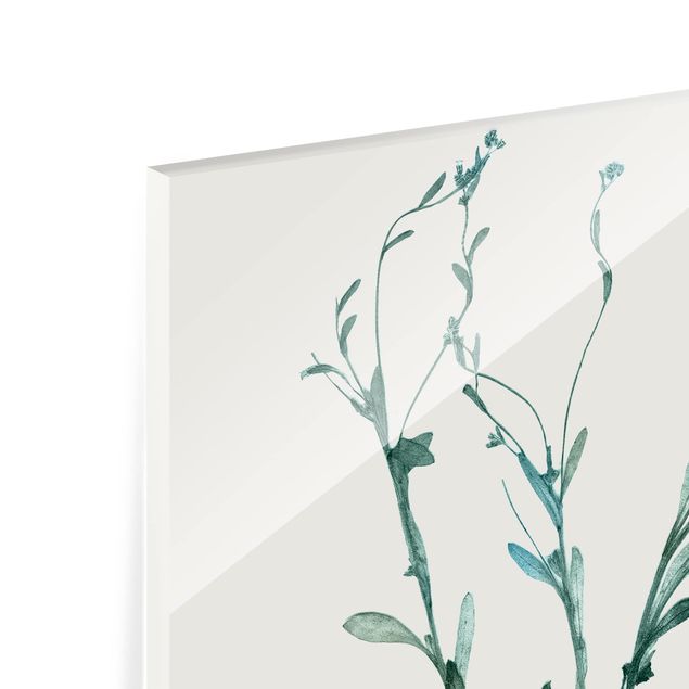 Glas Spritzschutz - Gepresste Blumen - Vergissmeinnicht - Quadrat - 1:1