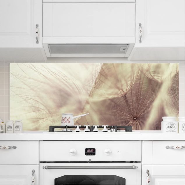 Spritzschutz Küche Glas Pusteblume Detailreiche Pusteblumen Makroaufnahme mit Vintage Blur Effekt