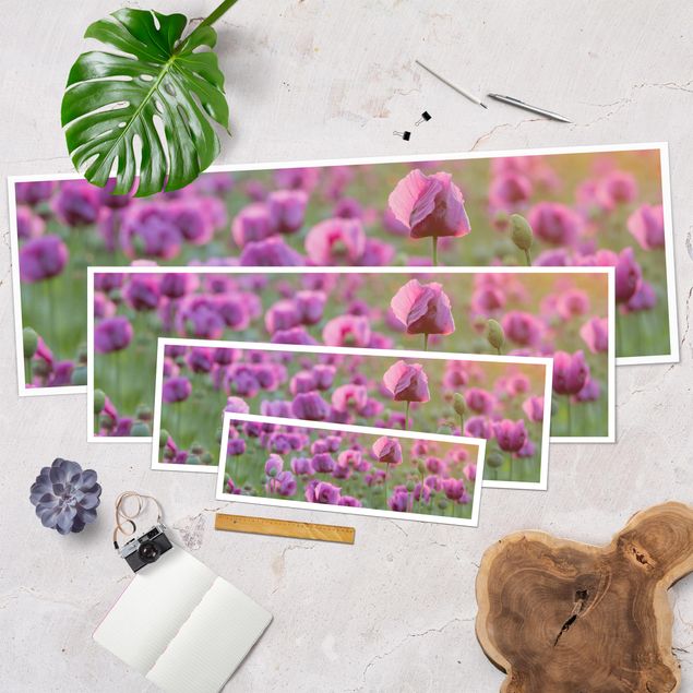 Poster - Violette Schlafmohn Blumenwiese im Frühling - Panorama Querformat