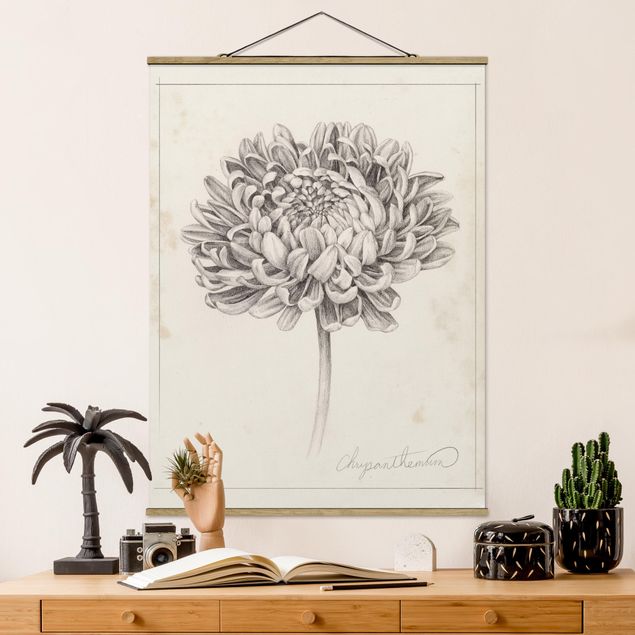 Wandbilder Botanische Studie Chrysantheme II