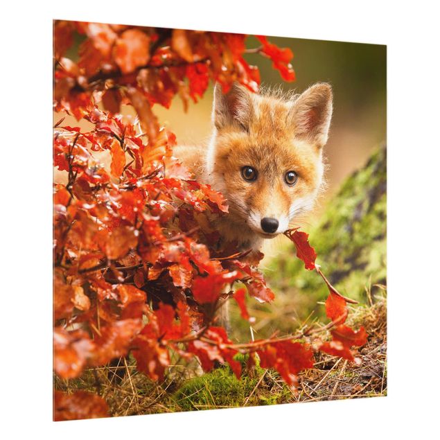 Spritzschutz Natur Fuchs im Herbst
