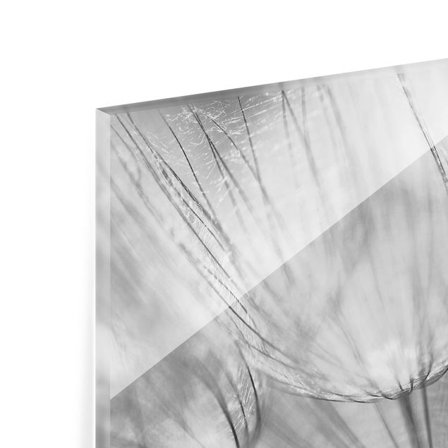 Spritzschutz Glas - Pusteblumen Makroaufnahme in schwarz weiß - Querformat - 2:1