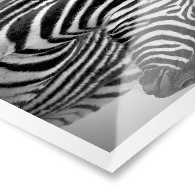 Poster - Zebra Baby Portrait II - Hochformat 3:4