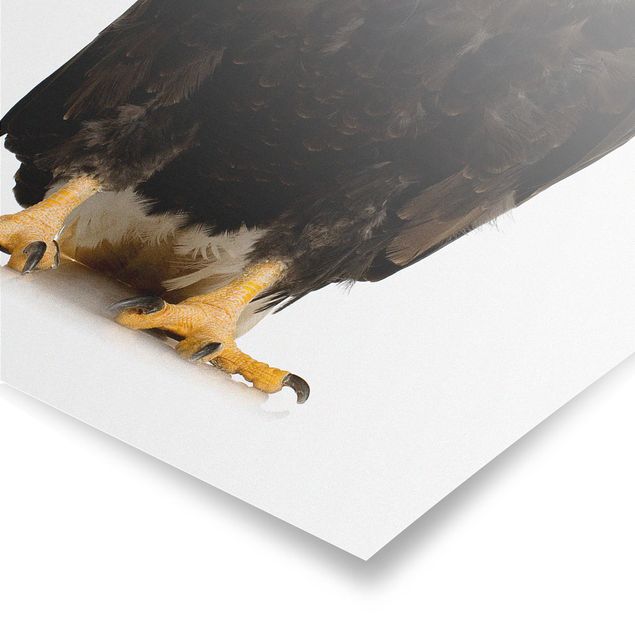 Poster kaufen Eye of the Eagle