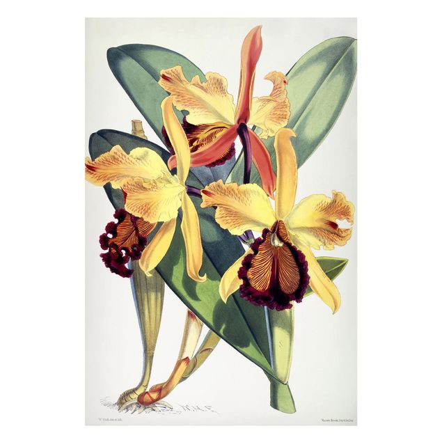 schöne Bilder Walter Hood Fitch - Orchidee