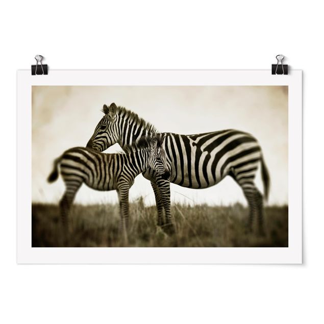 Bilder Zebrapaar