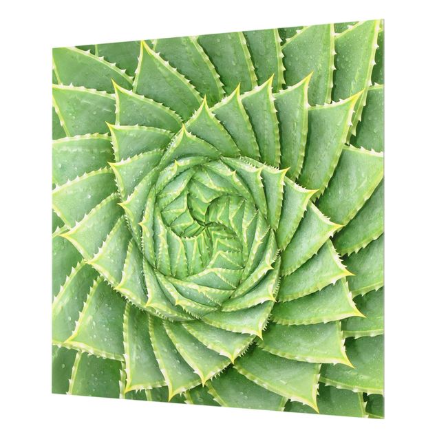 Glas Spritzschutz - Spiral Aloe - Quadrat - 1:1