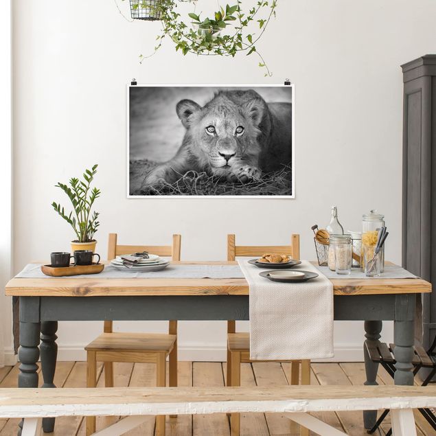 Poster schwarz-weiß Lurking Lionbaby