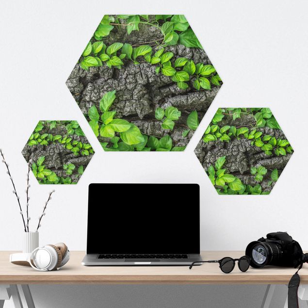 Hexagon Bild Forex - Efeuranken Baumrinde