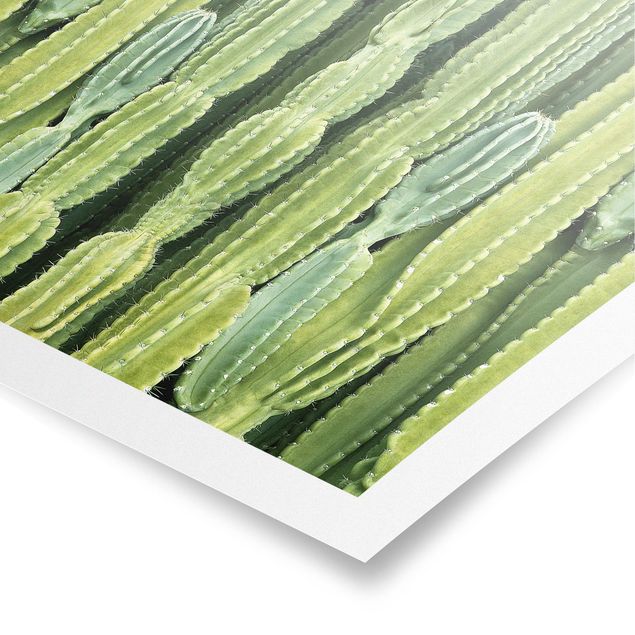Poster - Kaktus Wand - Quadrat 1:1