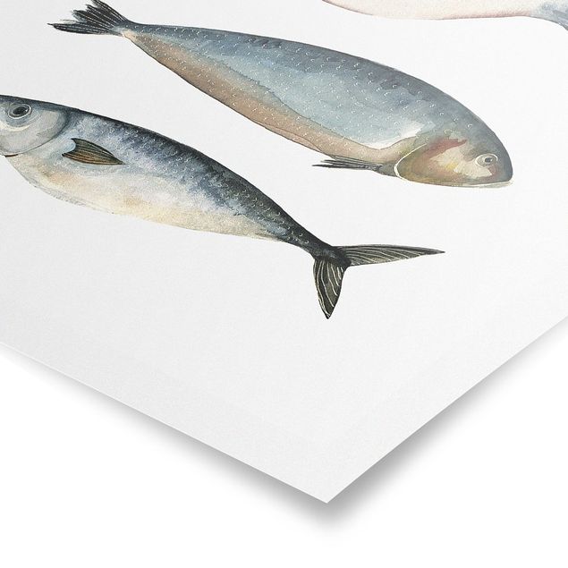 Poster kaufen Vier Fische in Aquarell II