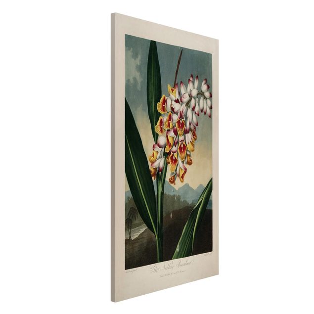 Magnettafeln Blumen Botanik Vintage Illustration Ingwer mit Blüte