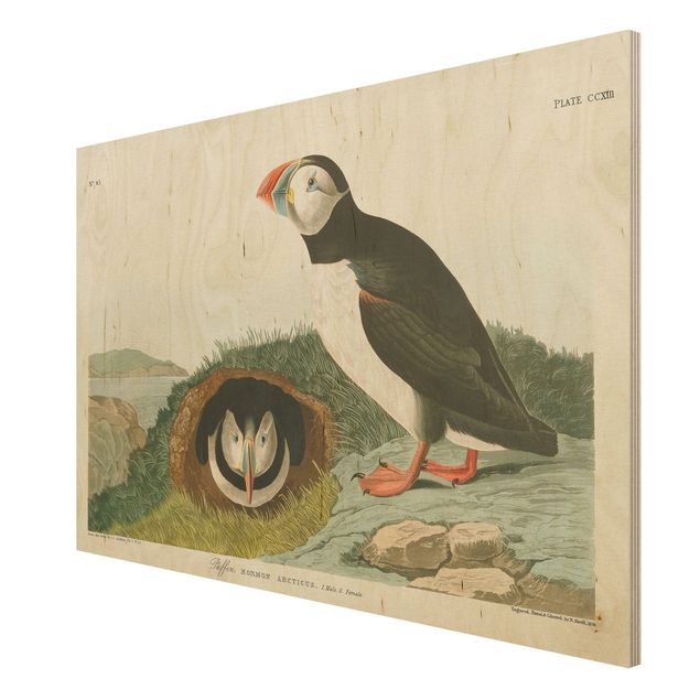 maritime Bilder auf Holz Vintage Lehrtafel Papageientaucher