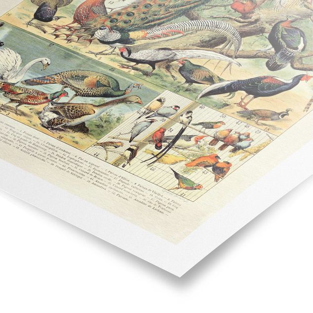 Poster bestellen Vintage Lehrtafel Europäische Vögel