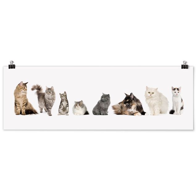 Moderne Poster Katzenbande