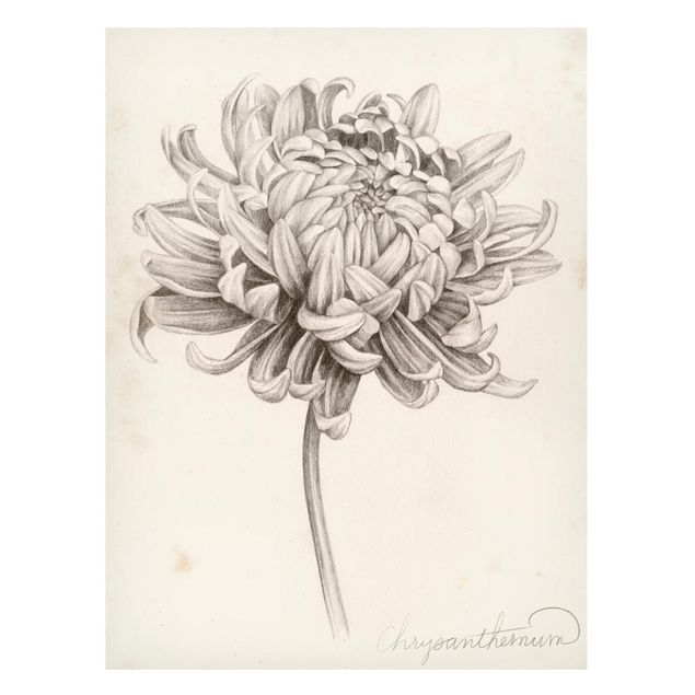 schöne Bilder Botanische Studie Chrysantheme I
