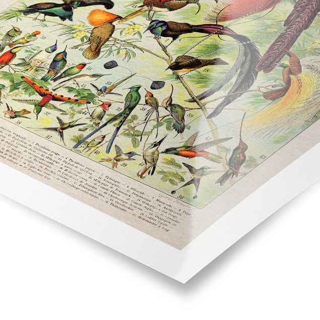 Poster - Vintage Lehrtafel Paradiesvögel - Hochformat 4:3