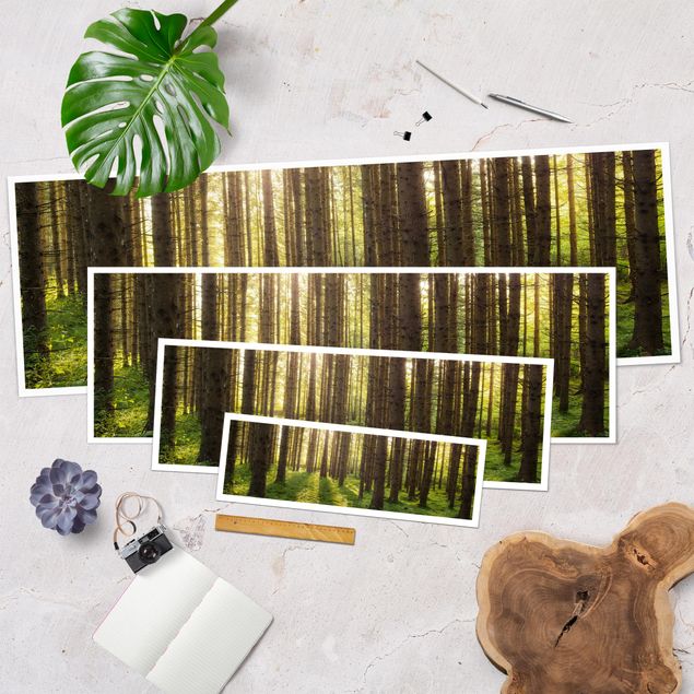 Poster - Sonnenstrahlen in grünem Wald - Panorama Querformat