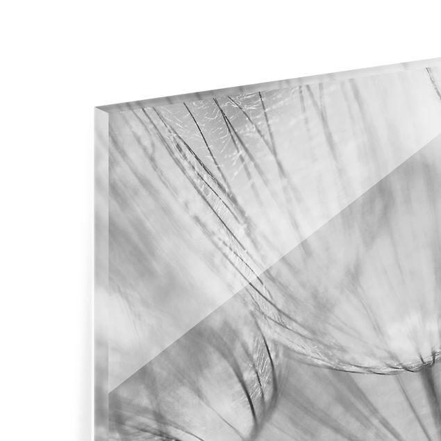 Spritzschutz Glas - Pusteblumen Makroaufnahme in schwarz weiß - Panorama - 5:2