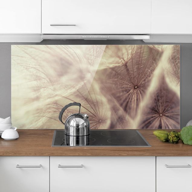 Glasrückwand Küche Pusteblume Detailreiche Pusteblumen Makroaufnahme mit Vintage Blur Effekt