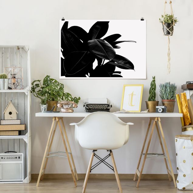 Moderne Poster Gummibaum Blätter Schwarz Weiß