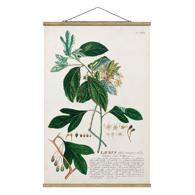 Stoffbild mit Posterleisten - Vintage Botanik Illustration Lorbeer - Hochformat 2:3