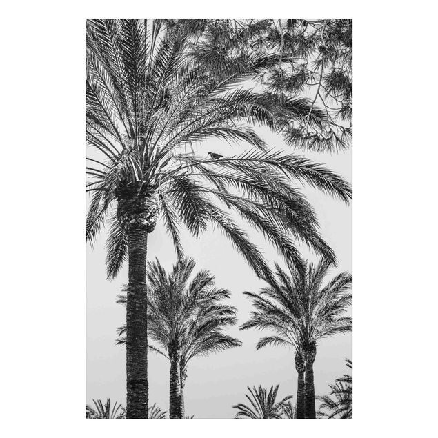 Alu Dibond Druck Palmen im Sonnenuntergang Schwarz-Weiß