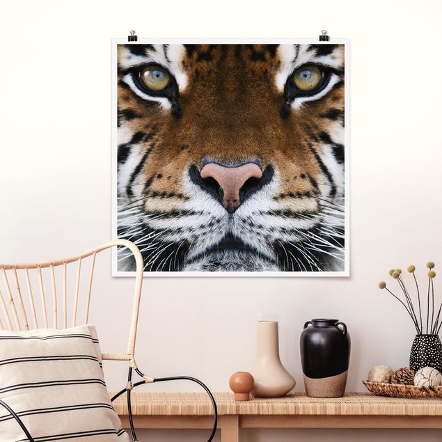 Tiere Poster Tiger Eyes