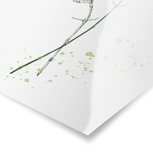 Poster - Botanisches Aquarell - Nelke - Quadrat 1:1