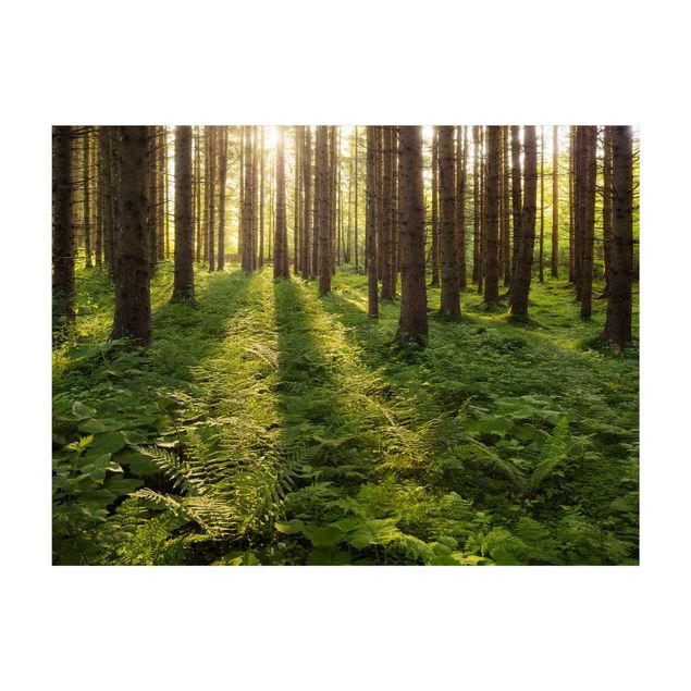 Teppich grün Sonnenstrahlen in grünem Wald