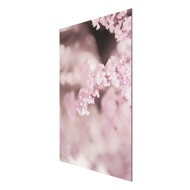 Alu-Dibond - Kirschblüte im Violetten Licht - Querformat